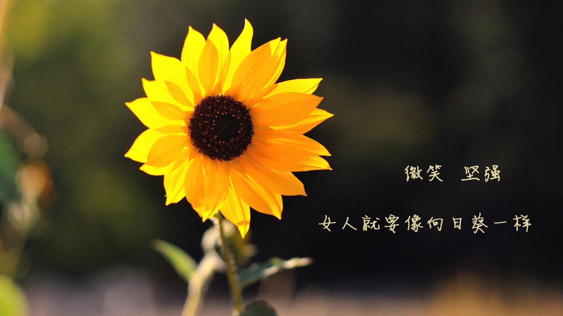 赛道上的寂静革命，雷诺实验室如何用写意笔触击溃红牛二队