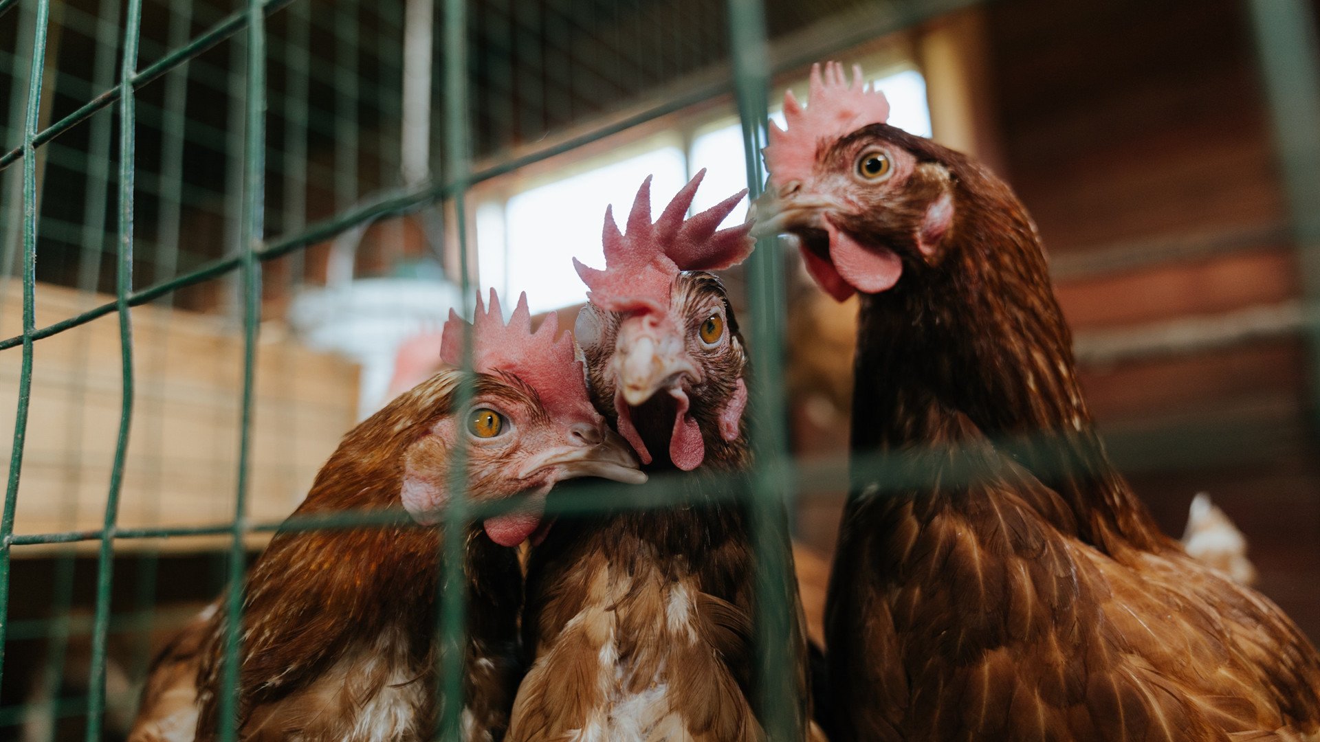 城下之盟，迈凯伦以战术闪电战迫近红牛，佩雷兹孤军扛起卫冕大旗