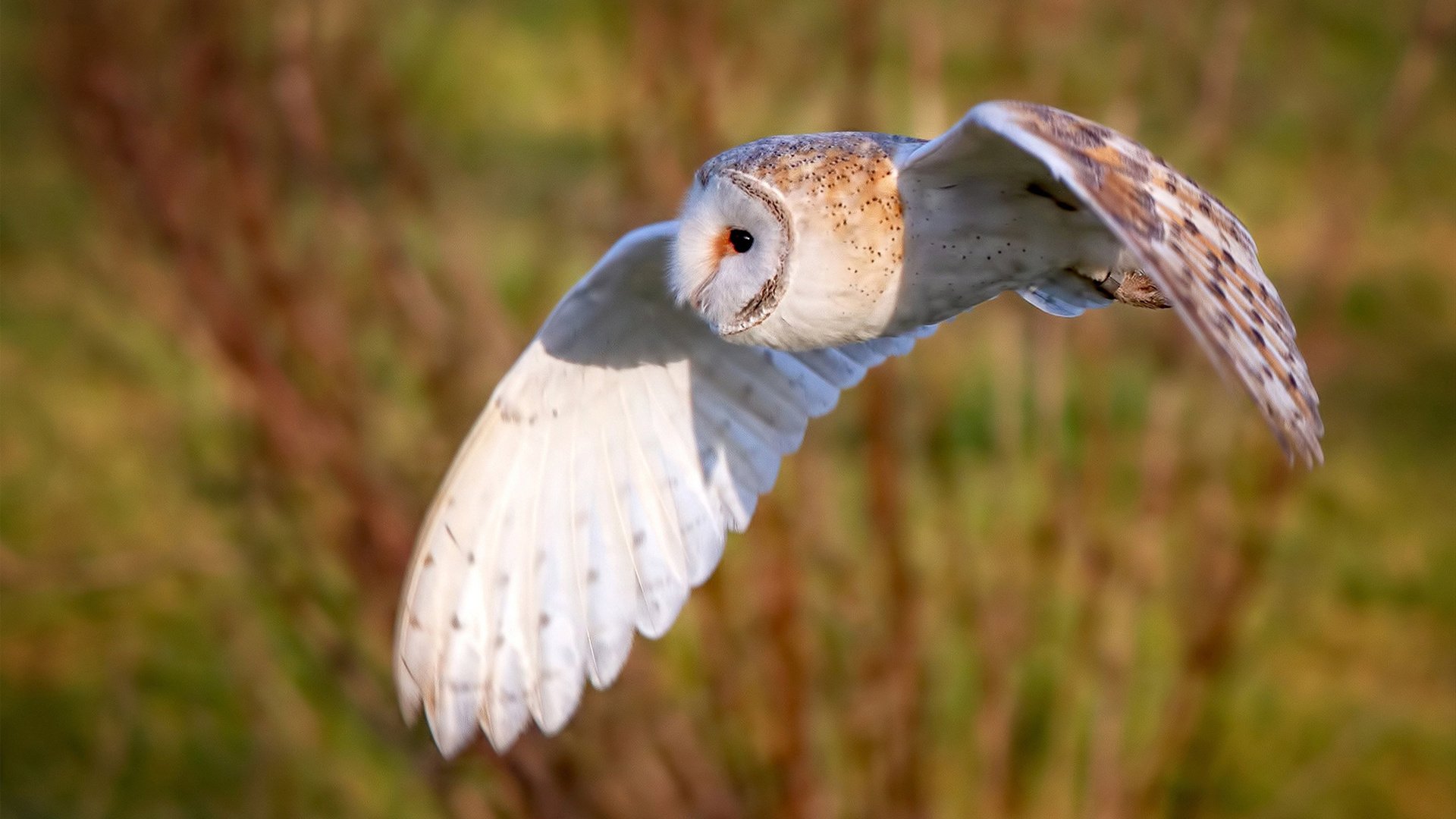 宿命与魔法，当绝杀成为唯一解药