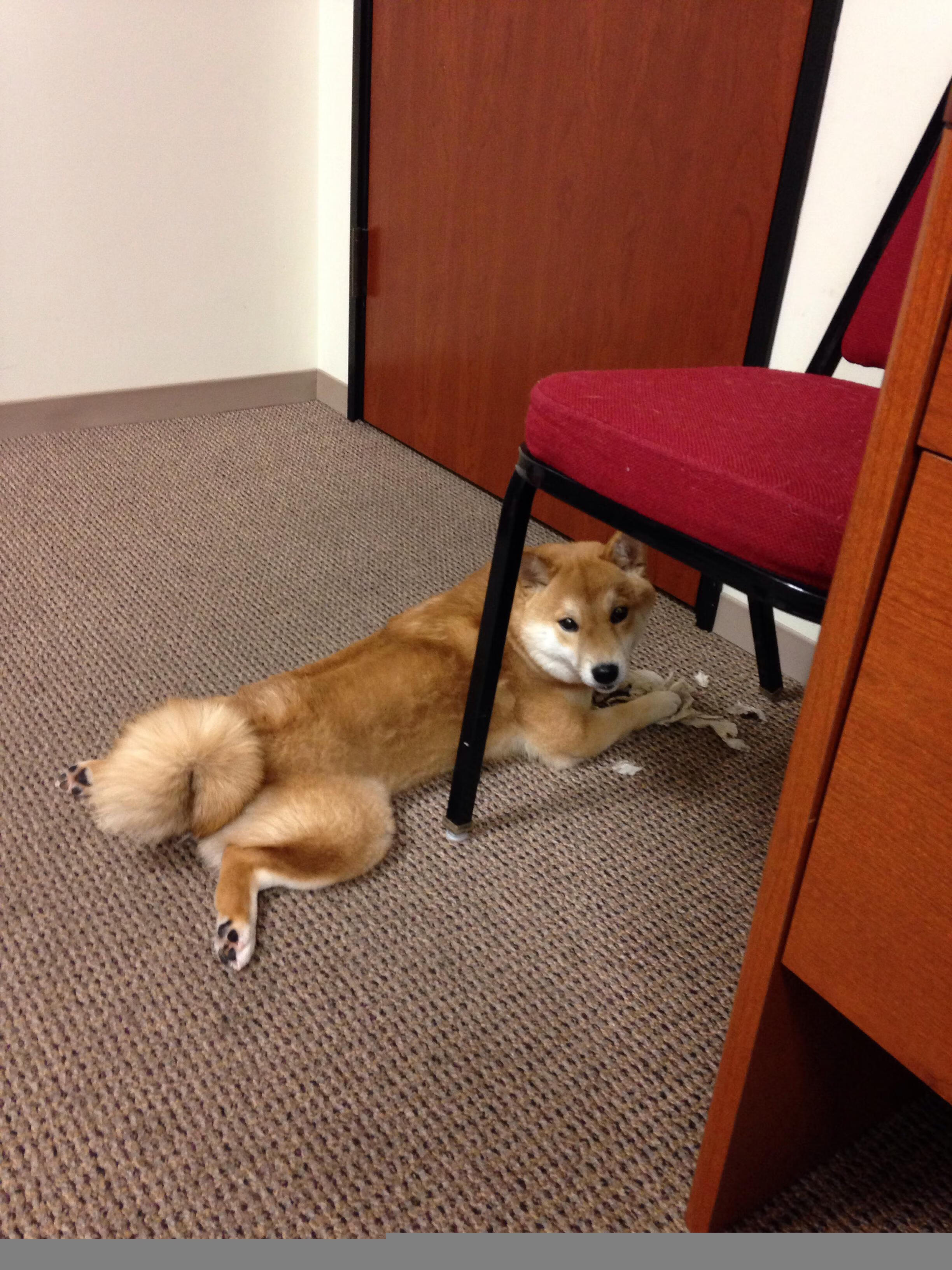 复仇的轮回,从欧冠鏖战到世界杯接管,弗拉霍维奇的涅槃