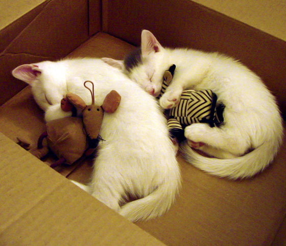 萨内一手掌控比赛走势,尤文之星提前终结洪都拉斯悬念