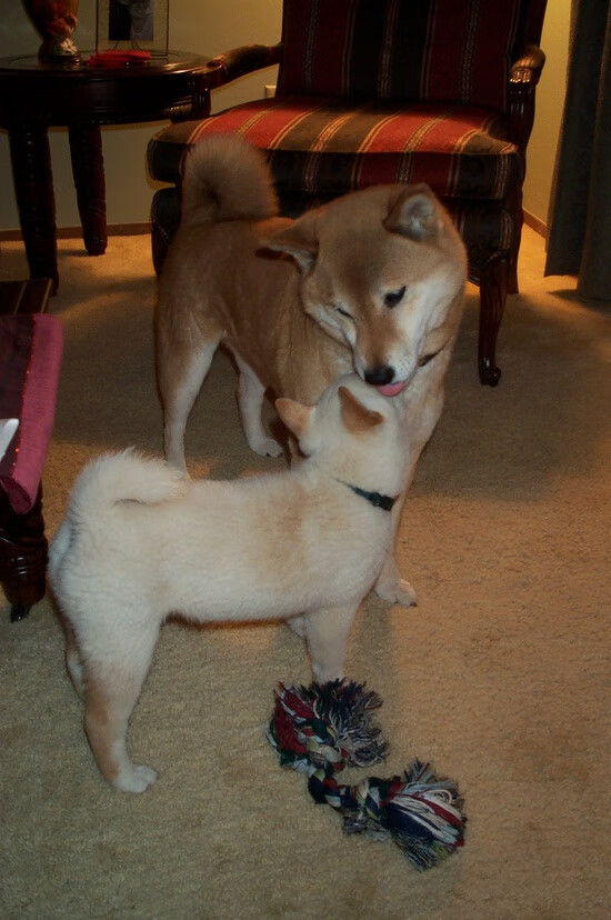 篮球欧冠之夜,塔图姆在嘘声与寂静中加冕大场面先生