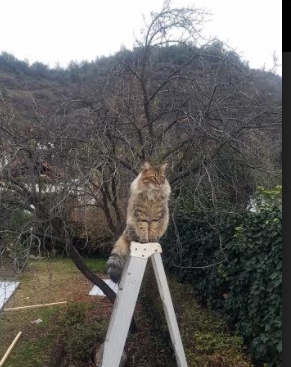 跨界烽火,当活塞的钢铁洪流席卷湖人,利拉德已在英超赛场加冕为王