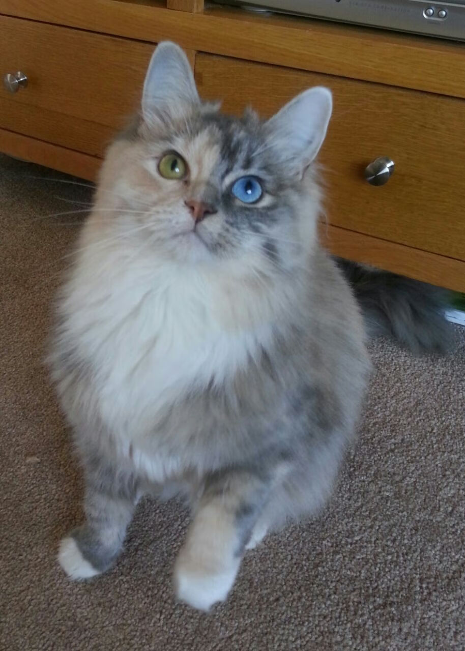 欧冠淘汰赛之夜，马竞新版苏亚雷斯，从诺坎普到万达大都会的无解新原点