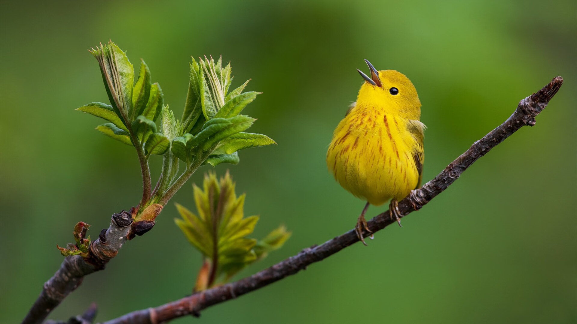 逆流者，范弗利特如何在迈阿密重塑秩序？
