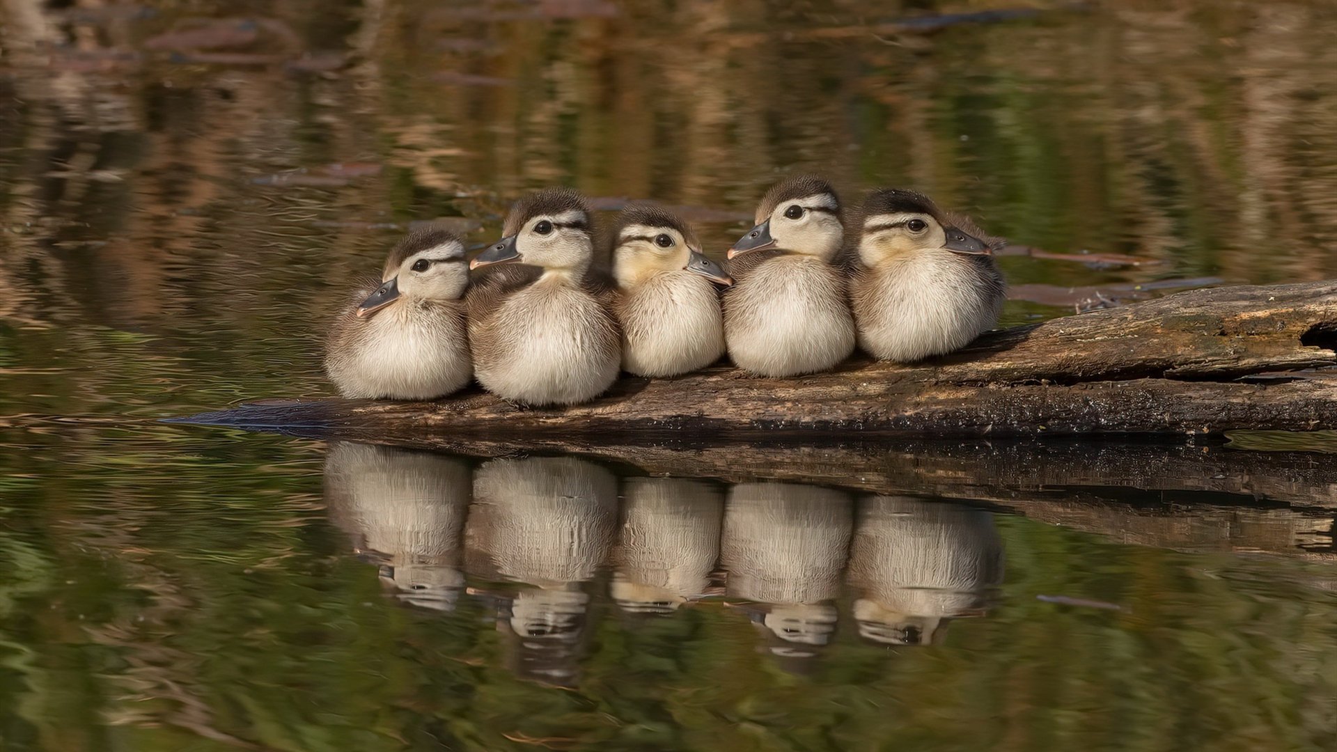 硬仗之王，斯通斯与他的揭幕战铁血试炼