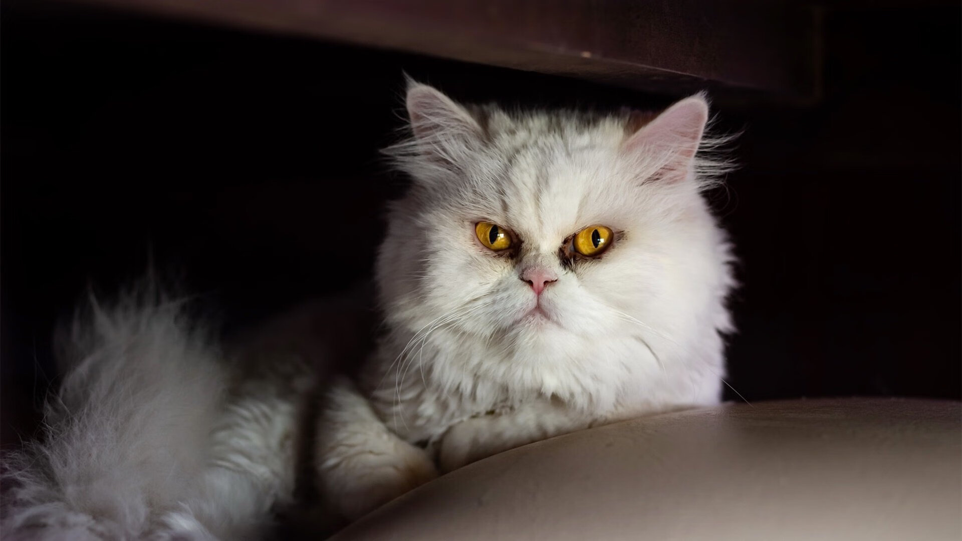 绝境救世主！马丁内利一战封神，摩纳哥关键胜利打破哥伦比亚魔咒