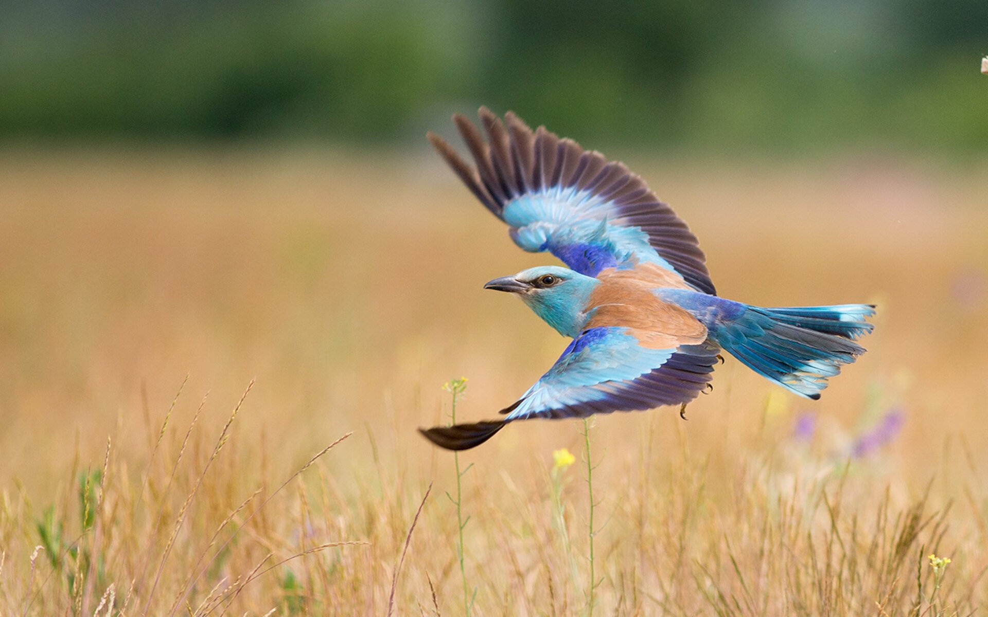 世界杯诞生唯一新王，乌拉圭绝杀挪威！2026，是属于莱奥的接管时刻？