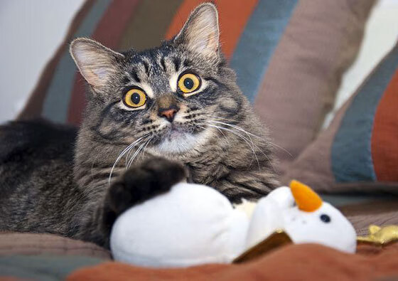 独臂擎天,布雷默的年度焦点之战