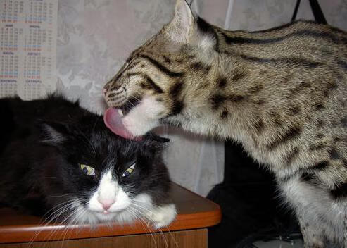 跨界主宰，当哈兰德在F1南非站接管勒沃库森之战