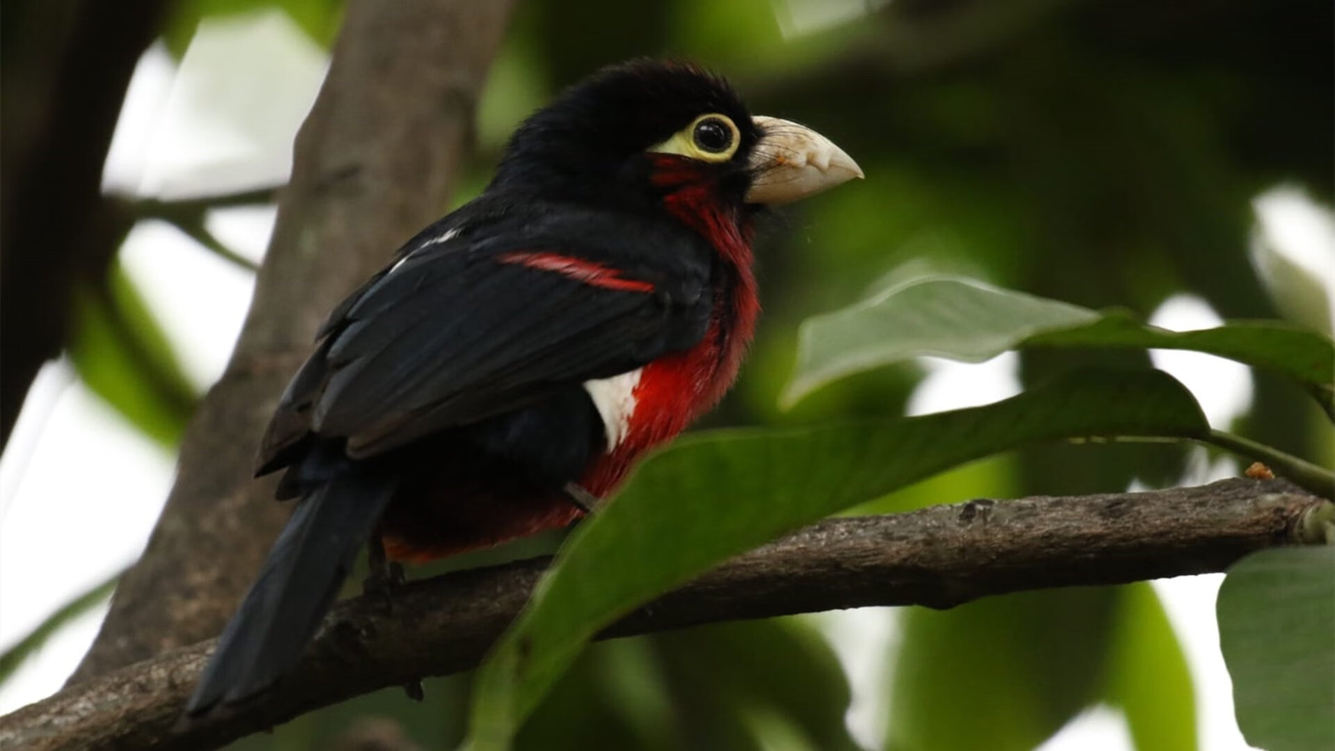 场边的节拍器，当范弗利特的稳定输出成为深圳狂胜的隐秘和弦
