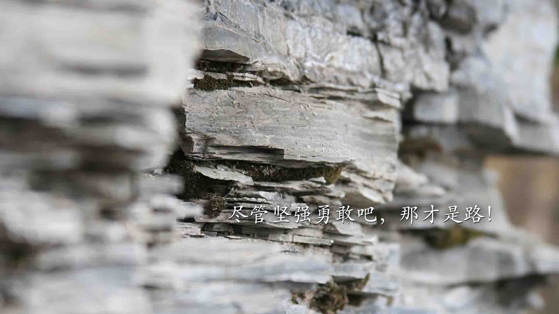暴风骤雨下的绿军之殇,辽宁全线压制波士顿,切特·罗林斯化身东方密码破解者